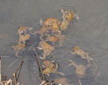 14 viele Maennchen bemuehen sich um ein Weibchen